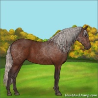 Horse Color:Silver Bay 