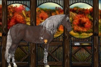 Horse Color:Silver Brown Tobiano