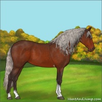 Horse Color:Silver Brown Tobiano 