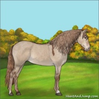 Horse Color:Liver Red Dun 