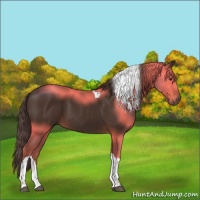 Horse Color:Liver Chestnut Tobiano 