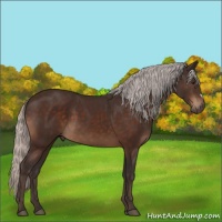 Horse Color:Silver Brown 