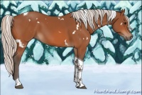 Horse Color:White Spotted Silver Bay Tobiano 