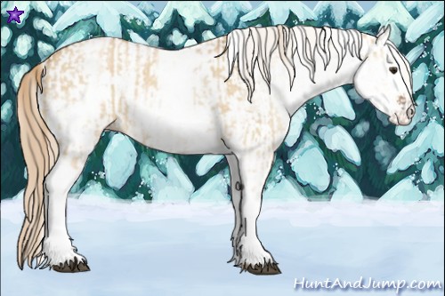 Horse Color:White Spotted Red Dun Rabicano and White Spotted Red Dun Rabicano