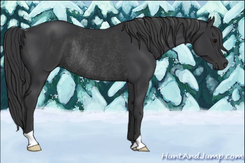 Horse Color:Black Rabicano 