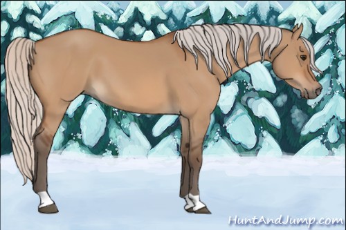 Horse Color:Silver Bay Dun 