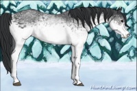 Horse Color:White Spotted Brown 
