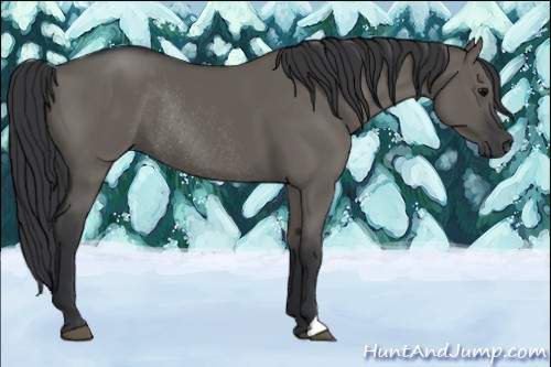 Horse Color:Grullo Rabicano 