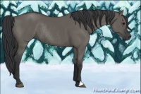 Horse Color:Grullo Rabicano 