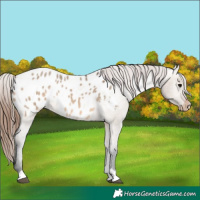 Horse Color:Brown Dun Appaloosa 