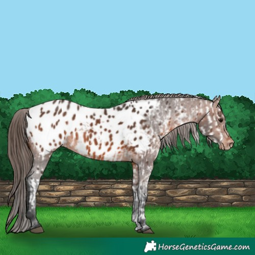Horse Color:Brown Appaloosa  and Brown Appaloosa 