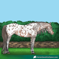 Horse Color:Brown Appaloosa  and Brown Appaloosa 