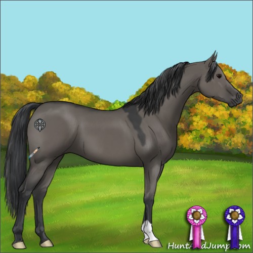 Horse Color:Grullo 