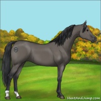 Horse Color:Grullo 