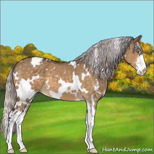 Horse Color:White Spotted Silver Buckskin Dun Mushroom Sabino 