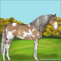 Horse Color:White Spotted Silver Buckskin Dun Mushroom Sabino 
