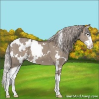Horse Color:White Spotted Silver Grullo Sabino Splash 