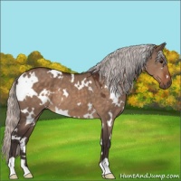 Horse Color:White Spotted Silver Brown Dun 