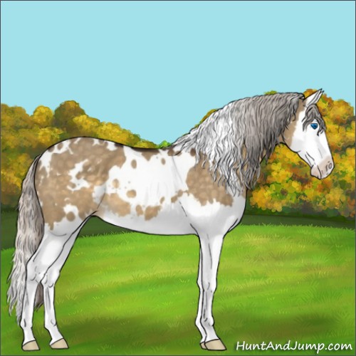Horse Color:White Spotted Silver Buckskin Dun Sabino Splash 