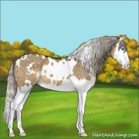 Horse Color:White Spotted Silver Buckskin Dun Sabino Splash 