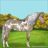 Horse Color:White Spotted Silver Smoky Grullo