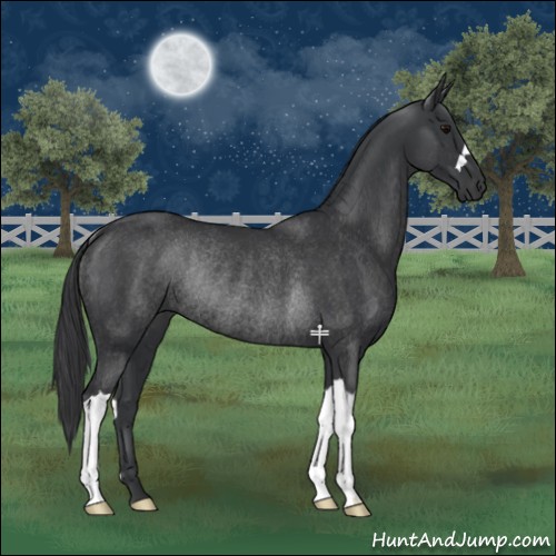 Horse Color:Black Rabicano 