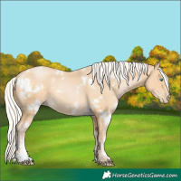 Horse Color:White Spotted Silver Buckskin Pearl