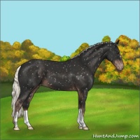 Horse Color:Liver Chestnut Mushroom Snowflake Varnish