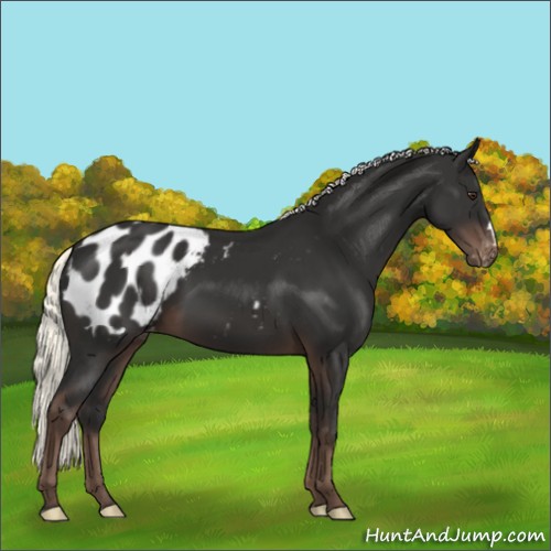 Horse Color:Liver Chestnut Mushroom Appaloosa