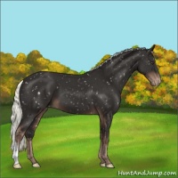Horse Color:Liver Chestnut Mushroom Snowflake Varnish