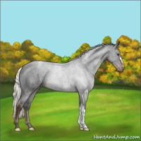 Horse Color:Liver Chestnut Mushroom Appaloosa 