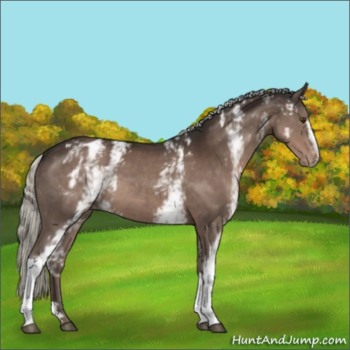 Horse Color:White Spotted Liver Chestnut Mushroom Varnish 