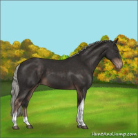 Horse Color:Liver Chestnut Mushroom Appaloosa 