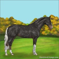 Horse Color:Liver Chestnut Mushroom Snowflake Varnish 