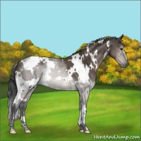 Horse Color:White Spotted Brown Dun Mushroom 