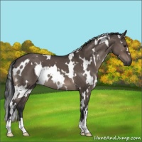 Horse Color:White Spotted Brown Dun Mushroom 