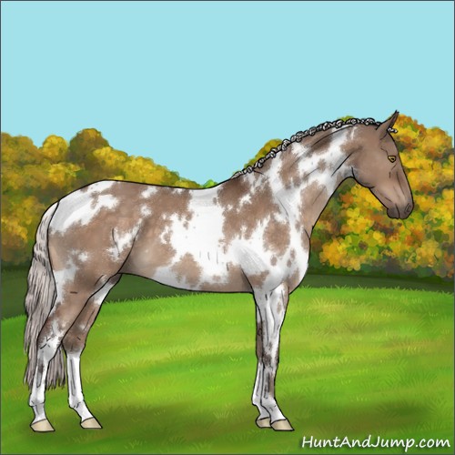Horse Color:White Spotted Silver Brown Dun Mushroom