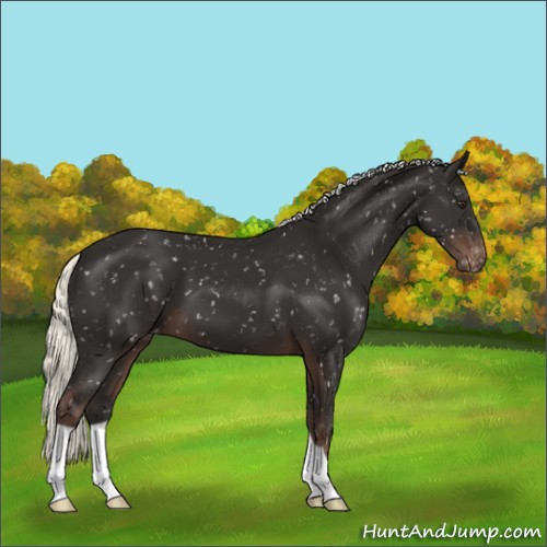 Horse Color:Liver Chestnut Mushroom Appaloosa