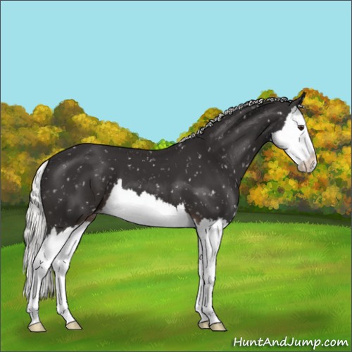 Horse Color:Liver Chestnut Mushroom Splash Appaloosa 