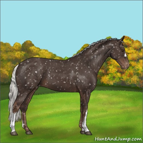 Horse Color:Liver Chestnut Mushroom Appaloosa 