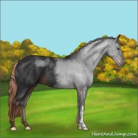 Horse Color:Liver Chestnut 