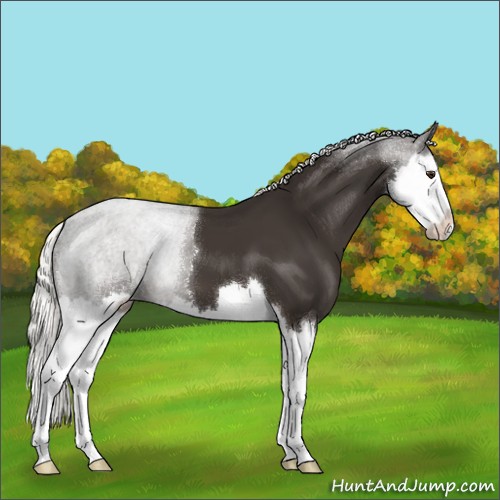 Horse Color:Liver Chestnut Mushroom Splash 