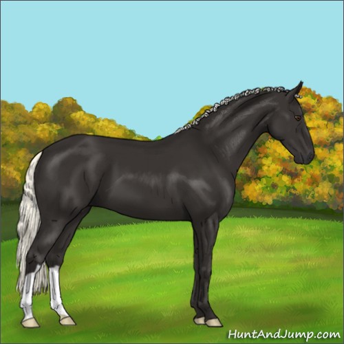 Horse Color:Liver Chestnut Mushroom 