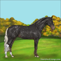 Horse Color:Liver Chestnut Mushroom Appaloosa 