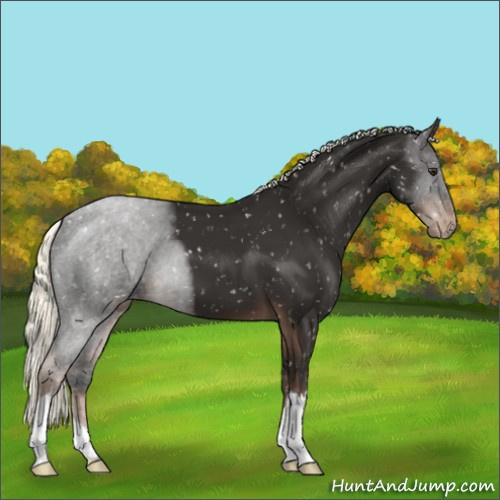 Horse Color:Liver Chestnut Mushroom Appaloosa
