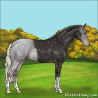 Horse Color:Liver Chestnut Mushroom Appaloosa 