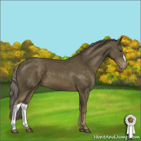 Horse Color:Chocolate Palomino Mushroom Appaloosa 