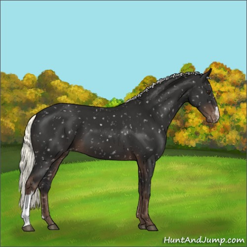 Horse Color:Liver Chestnut Mushroom Appaloosa 