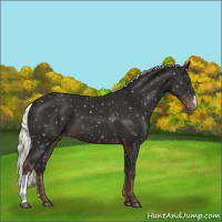 Horse Color:Liver Chestnut Mushroom Appaloosa 