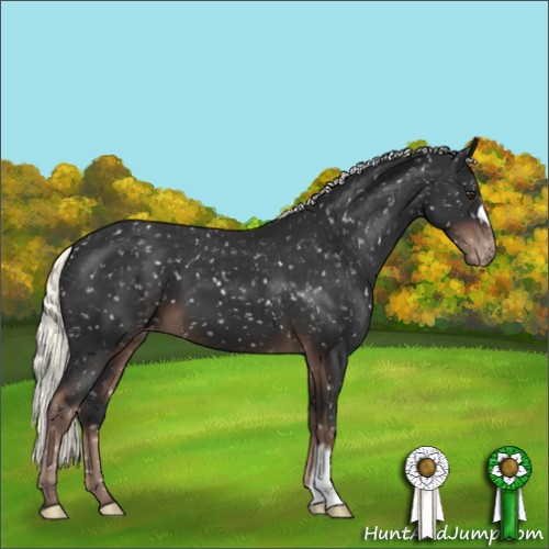 Horse Color:Liver Chestnut Mushroom Appaloosa 